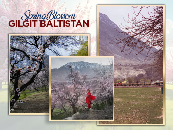 SPRING IN BALTISTAN HITS DIFFERENT . Experience the magic of blossom ...